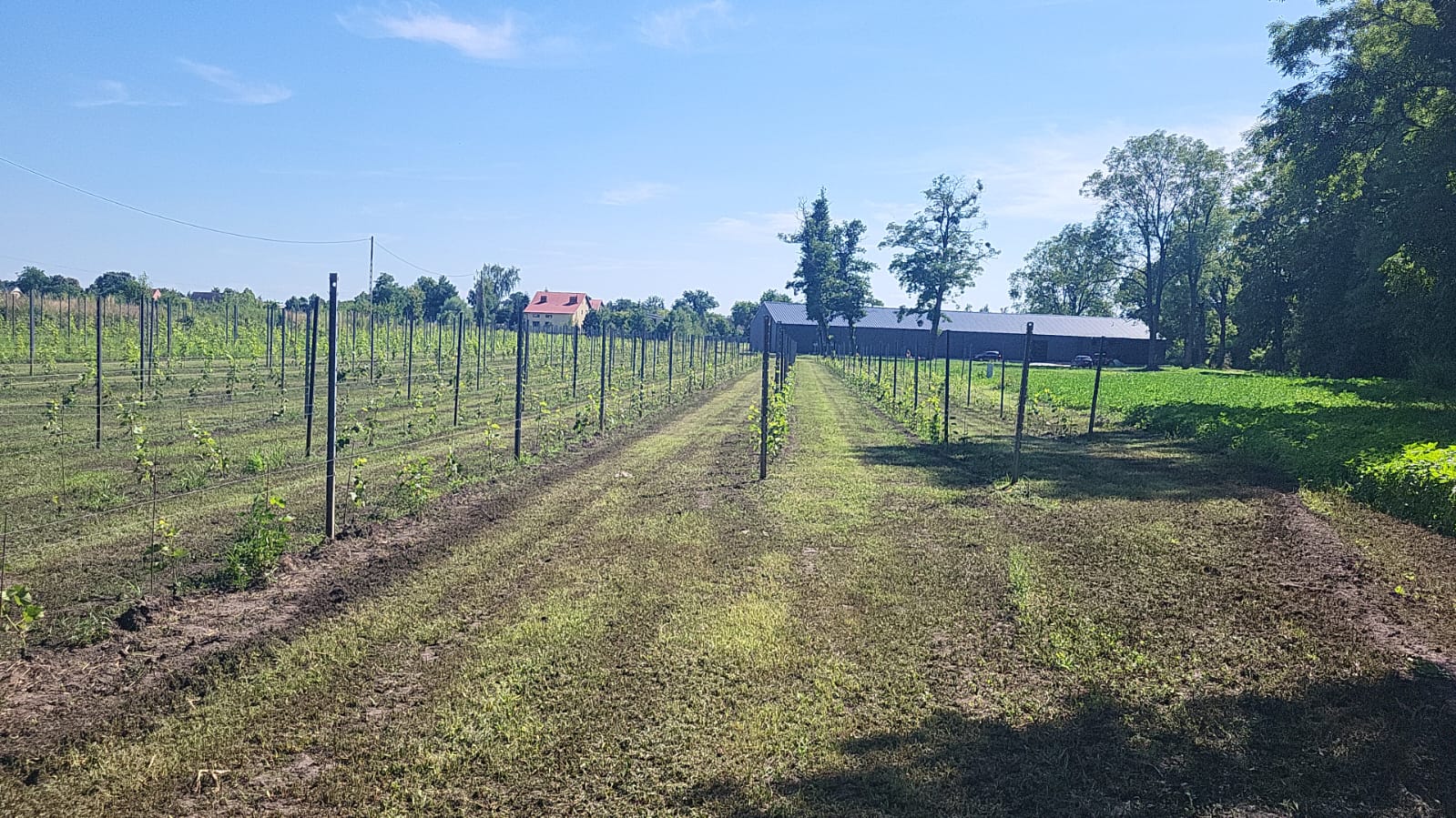 Rzędy winorośli w słońcu