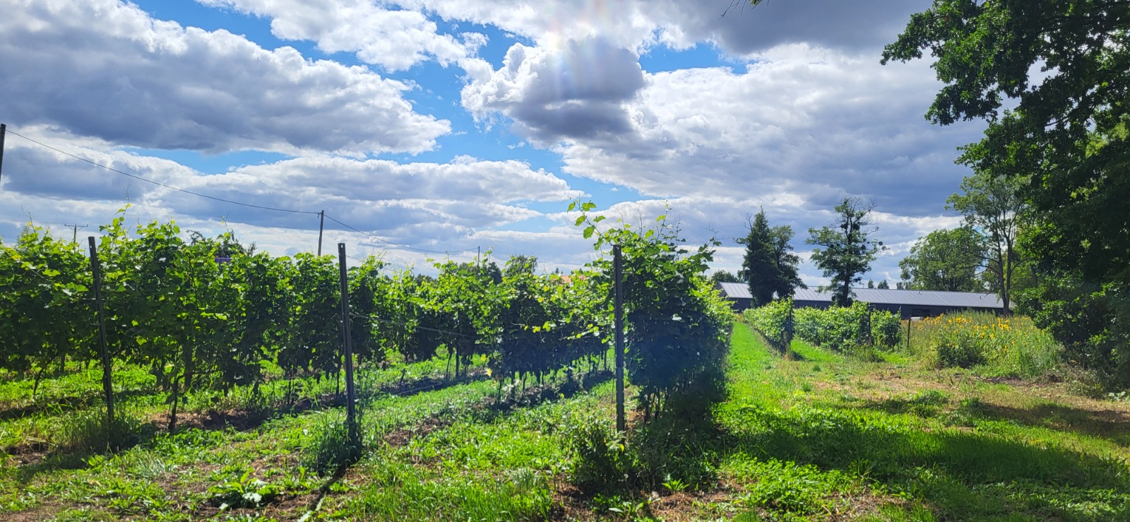 Winnica — chwila z życia