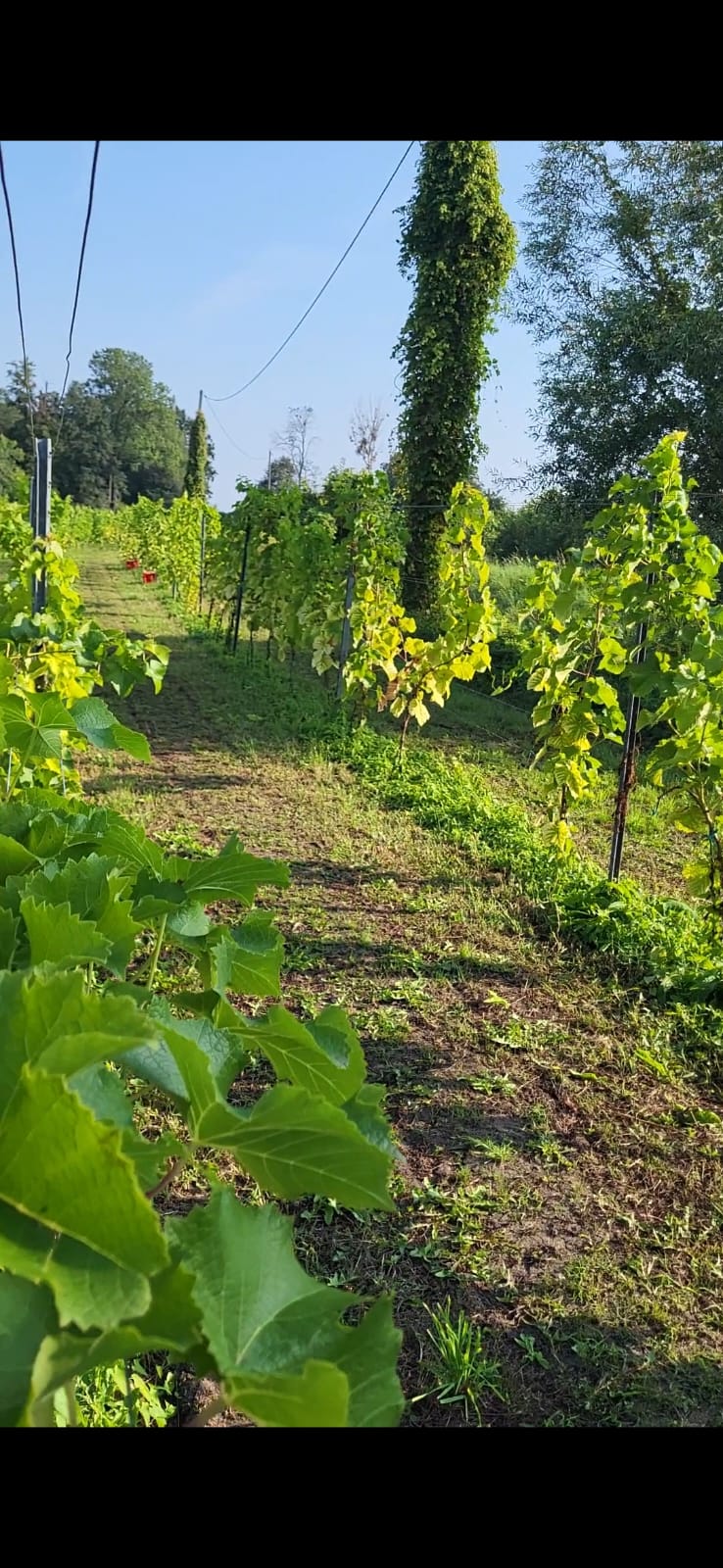 Ścieżka między rzędami winorośli