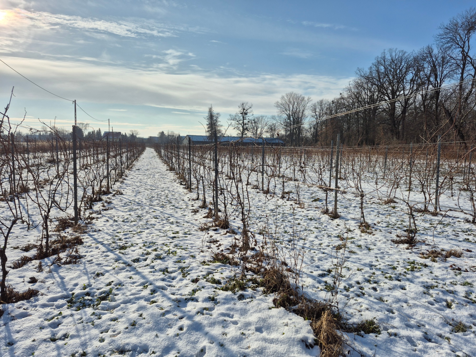 Winnica zimą — śnieg na rzędach