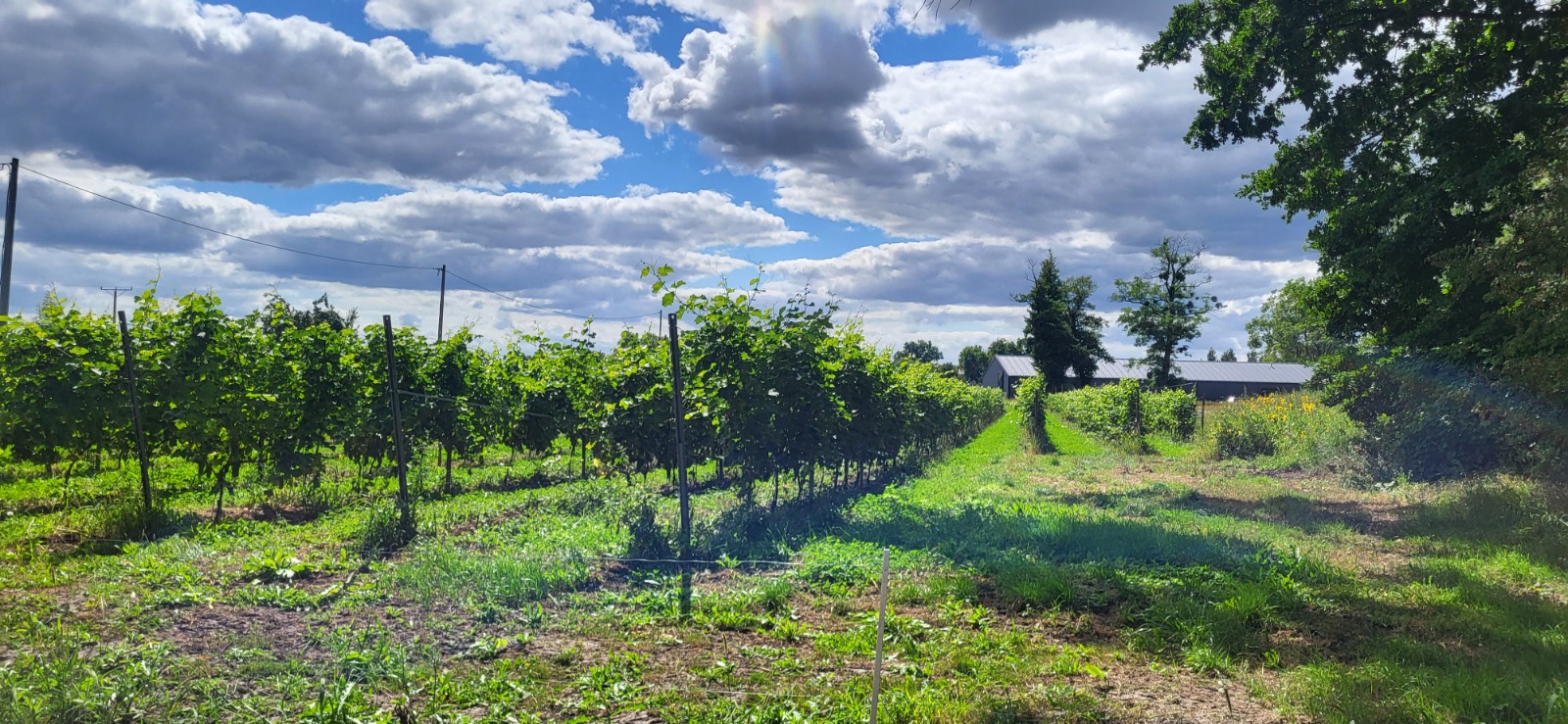 Winnica — chwila z życia