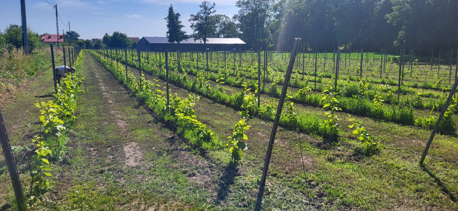 Stok winnicy w Żernikach Wielkich latem